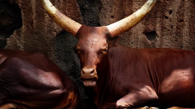 Brown Water Buffalo with Long Horns Lying Down on the Ground