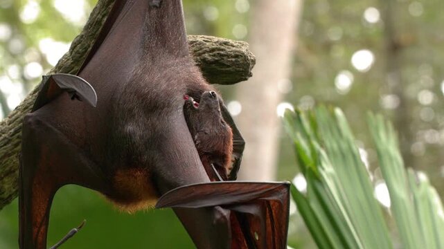 Large Flying Fox Bat Hanging Upside Down in Tropical Jungle