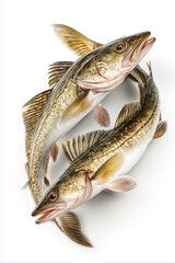 Naklejka premium Fresh Atlantic cod fish Gadus morhua isolated on white background in professional studio lighting 