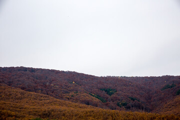 Green hill and trees in autumn with empty sky