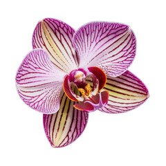 Close-up of pink and yellow orchid flower isolated on a transparent background