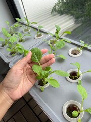 green growing at balcony with hydroponic wick system