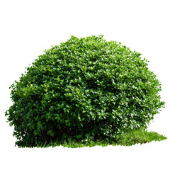 Obraz premium Round Green Bush with Grass Isolated on Black Background plant foliage, Png Isolated On White, Transparent Background