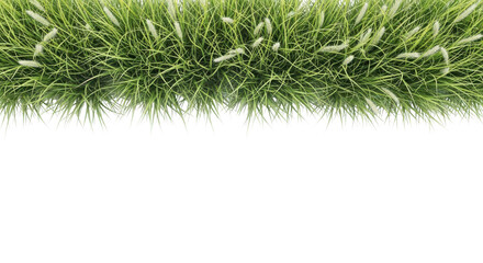 Obraz premium Green grass border isolated on transparent background for decoration and design