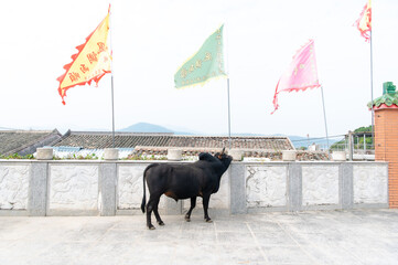 香港　塔門島の海と町並み