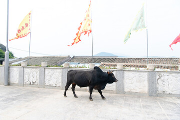 香港　塔門島の海と町並み