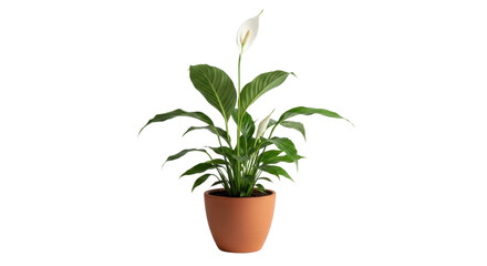 Obraz premium Peace lily plant in terracotta pot, blooming spathiphyllum houseplant with white flower and green leaves, indoor potted plant isolated on white background