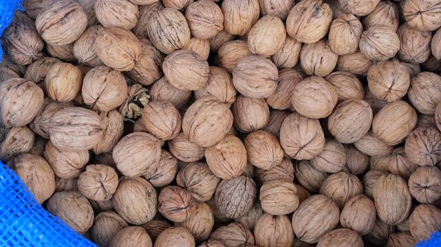 Harvesting walnuts in an orchard during the fall season