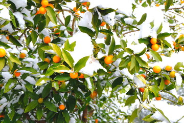 キンカン　降雪