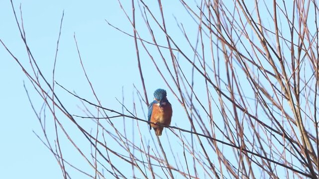 A Kingfisher, Alcedo atthis, perched low in tree above a pool. England. UK