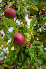 Branches heavy with ripe red apples sway gently in the warm autumn breeze beneath a clear sky