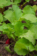 Lush green radish leaves thrive in moist soil, reaching for sunlight on a bright spring day