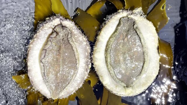 Pair of live specimen abalone lying on backs on kelp in bubbling tank