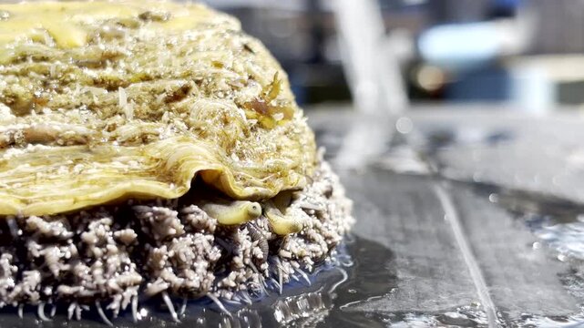 Close-up on small eyes on stalks of an abalone on commercial aquafarm