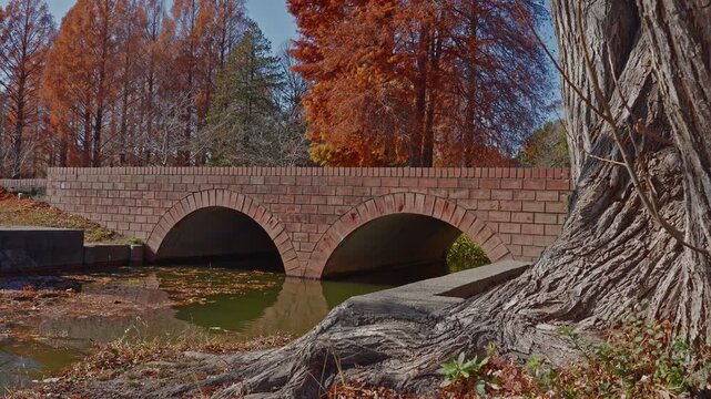 A scenic view of a brick arch bridge over a calm canal in Mizumoto Park, framed by a massive tree trunk and vibrant red Metasequoia trees in fall.