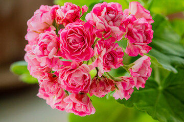 Delicate pink geranium flowers flourish, brightening a tranquil space with their vibrant colors