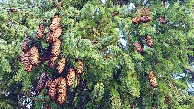 Tilt up beneath an evergreen tree showing frost-covered needles and pine cones