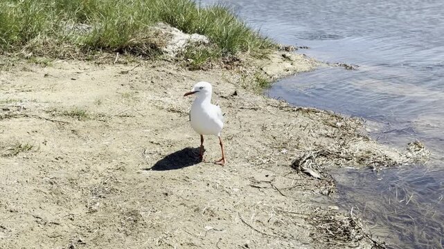 Red-Billed Gull rests on the edges of Australian wetlands and takes flight over water, showing natural outdoor behavior in a peaceful habitat
