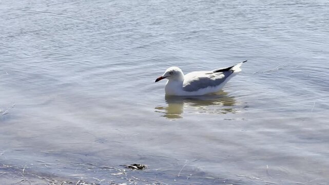 Silver-Billed Gull in Australian wetlands stands on water edges and flies over shallow water showing natural behavior in a calm outdoor habitat