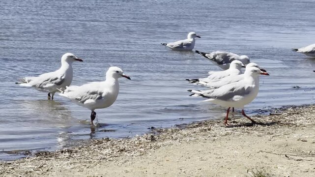 Red-Billed Gull plays in shallow water and mudflats of Australian wetlands showing natural behavior and interaction with the environment in a calm outdoor scene