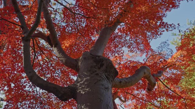 A dynamic upward shot of a sturdy tree trunk leading to a canopy of dense, fiery red Japanese maple leaves against a bright autumn sky.