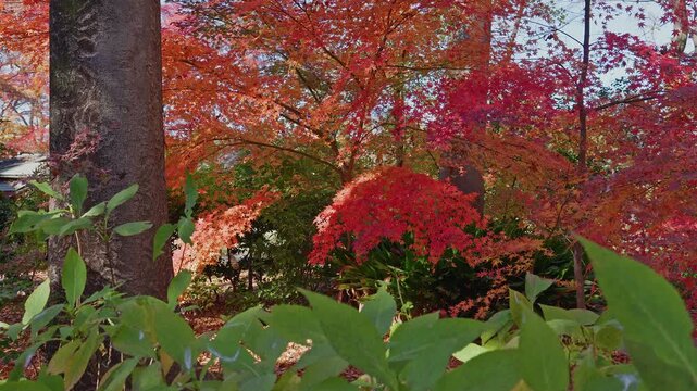 A lush scene at Rikugien Garden featuring vibrant red maple leaves framed by evergreen shrubs and a sturdy tree trunk in the foreground.