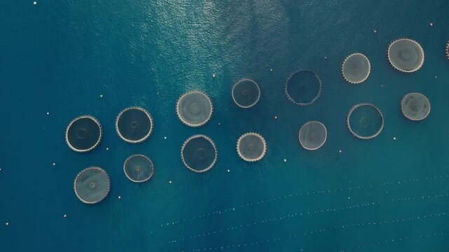 Top View Of A Marine Aquaculture In The Gulf Of Gaeta In Italy. Aerial Shot