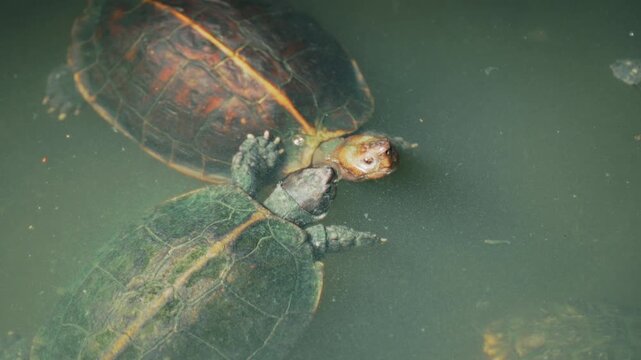 A close-up view of several turtles swimming in the murky green waters of pond.