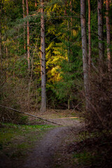 Naklejka premium A tranquil path leads into a lush forest where sunlight dances on the vibrant foliage