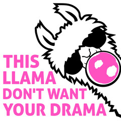 Fototapeta premium This Llama Don't Want Your Drama Bubblegum Bubble Chewing Cool Sunglasses Alpaca White Fur Funny