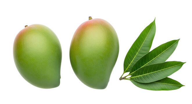 Two green mangoes with leaves  fresh tropical fruit  healthy eating  organic produce  exotic  sweet  juicy  raw  unripe  green skin  red blush  mango leaves transparent background