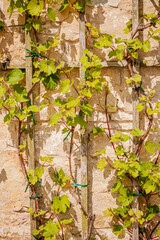 Fototapeta premium Green leaves of grapevines embrace wooden supports, creating a serene atmosphere in a sunny garden