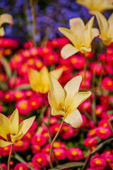 Fototapeta premium Bright yellow tulips stand tall amidst a sea of pink blossoms, showcasing spring's colorful beauty