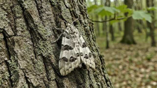 A large moth resting on a tree trunk in a forest with trees and leaves around