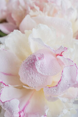 Pink peony bud with water drops macro close up on soft white background vertical