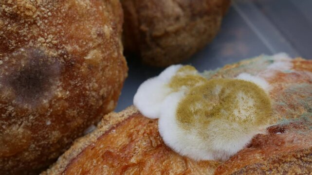 Extreme closeup of fuzzy white and green mold growing on old stale bread crust texture detail macro