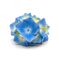Detailed Blue Hydrangea Flower isolated against pure White Background