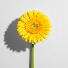Vibrant Yellow Gerbera Daisy Flower on White Background with Hard Shadow