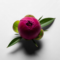 Deep Magenta Peony Bud and Green Leaves on White Background Studio Shot