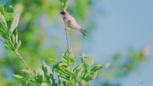Close-up of a  Eurasian penduline tit (remiz pendulinus). A bird sits on a tree branch among green foliage and cleans its feathers.  Slow motion.