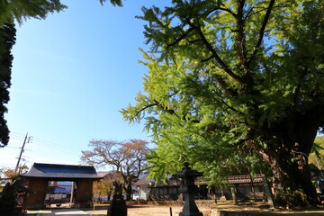 Fototapeta premium 岡山県真庭市蒜山の福田神社 大銀杏
