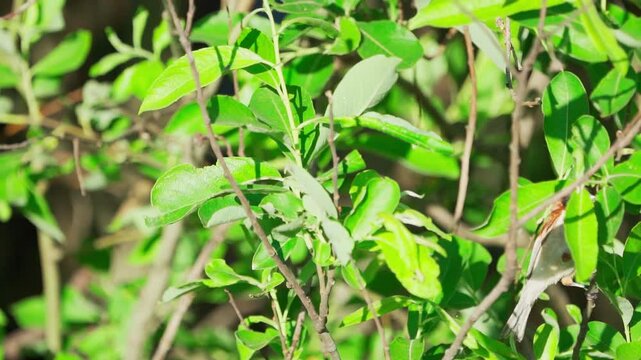 Close-up of a  Eurasian penduline tit (remiz pendulinus).  Slow motion.