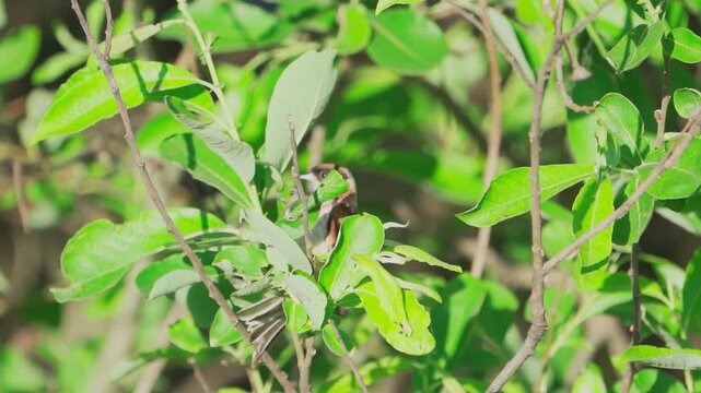 Close-up of a  Eurasian penduline tit (remiz pendulinus).  Slow motion.
