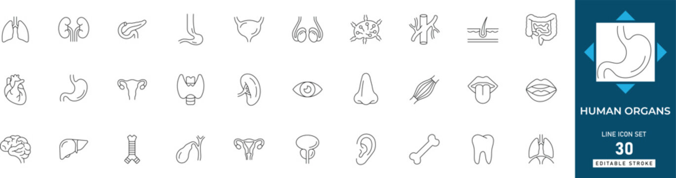 Human organs line icon set featuring anatomy, biology, health, internal, heart, brain, and medical. Professional editable vector set for healthcare.
