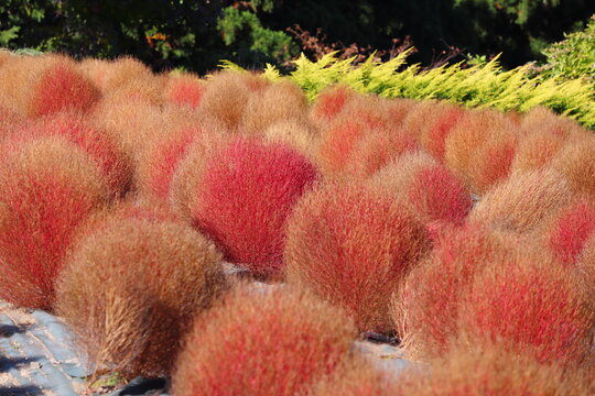 赤く紅葉するコキア畑