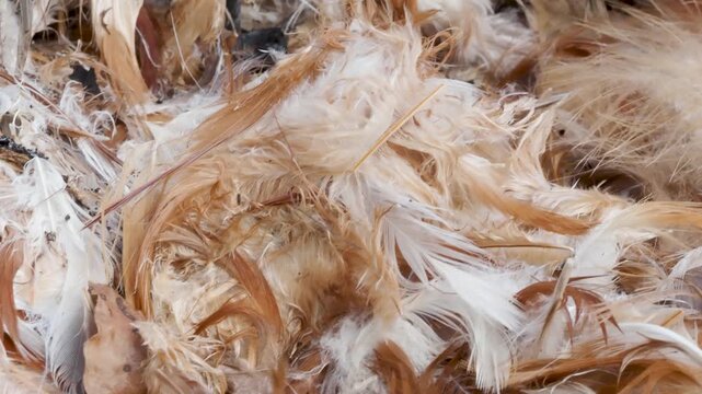 Chicken feathers background texture rotating camera light colors
