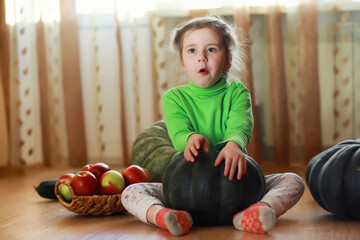 Fototapeta premium Little child choose a pumpkin at autumn. Child sitting on giant pumpkin. Pumpkin is traditional vegetable used on American holidays - Halloween and Thanksgiving Day.