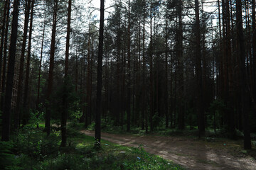 Fototapeta premium Fir branches with cones. Pinery. Trees in the forest. Glare of the sun.