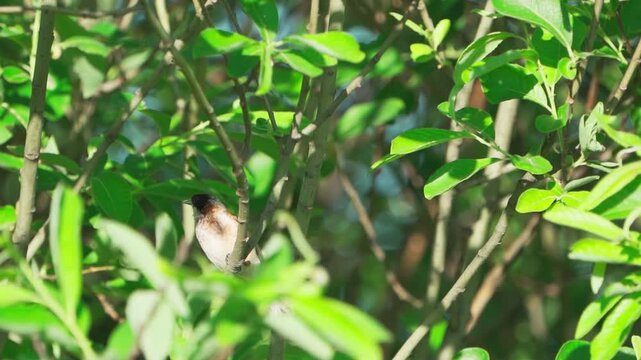 Close-up of a  Eurasian penduline tit (remiz pendulinus).  Slow motion.