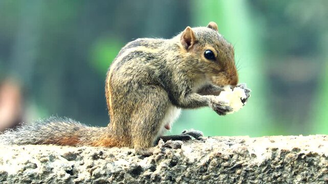 squirrel eating food.close up video
